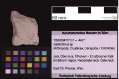 Foto (Objekt + Etiketten) von Gastrodorus sp. (NHMW-GEO-1990-0041-0107)